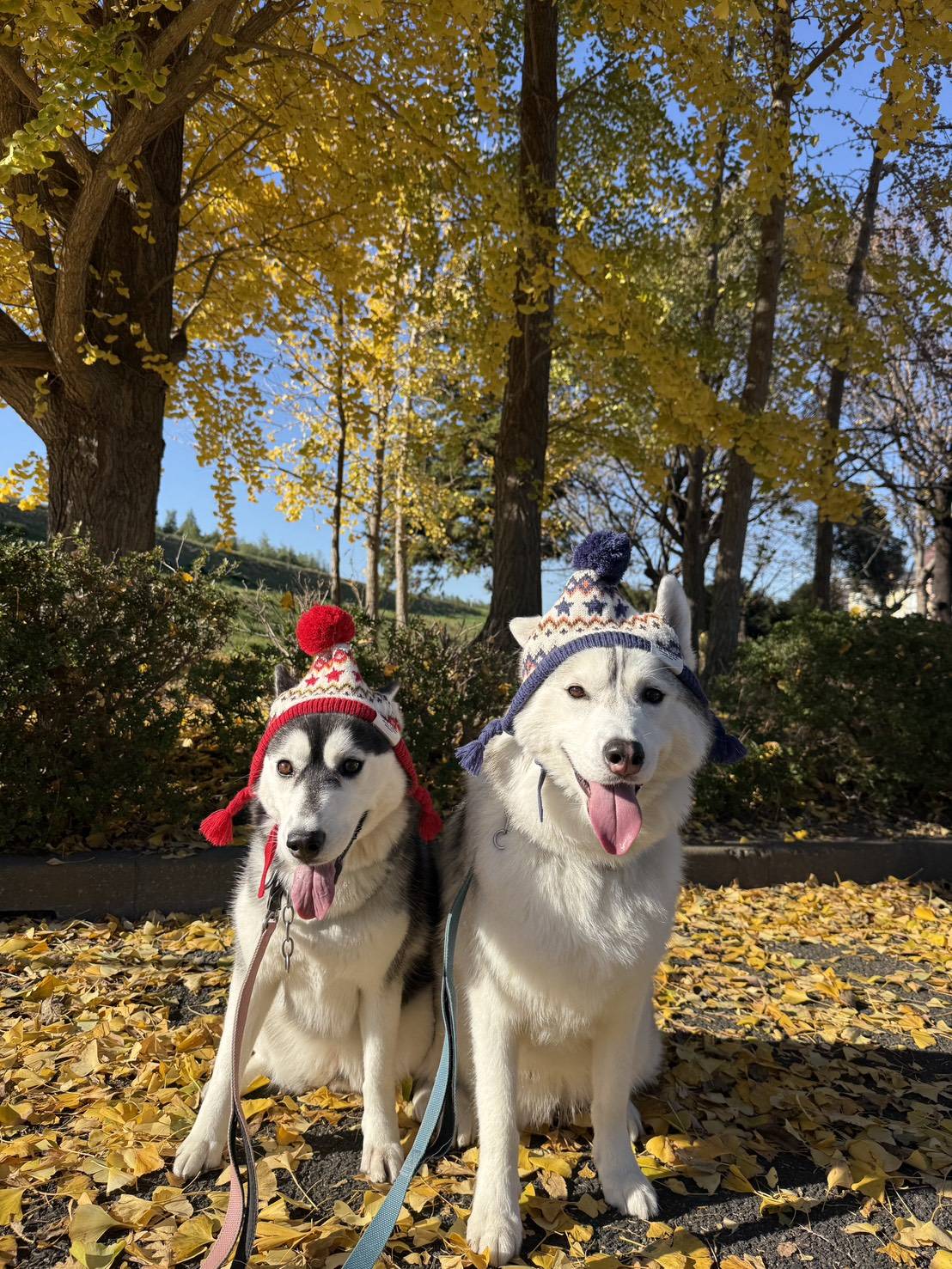 COCOタク川越 看板犬